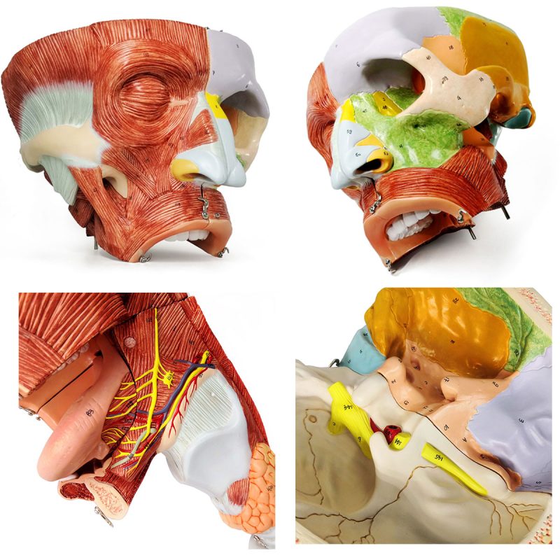 Cavities of the Nose Mouth and Throat with Larynx Anatomy Models, 10 Parts, 2x Life Size