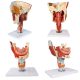 Cavities of the Nose Mouth and Throat with Larynx Anatomy Models, 10 Parts, 2x Life Size