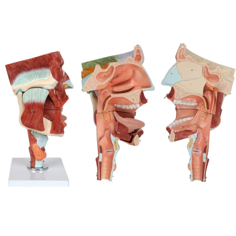 Cavities of the Nose Mouth and Throat with Larynx Anatomy Models, 10 Parts, 2x Life Size