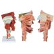 Cavities of the Nose Mouth and Throat with Larynx Anatomy Models, 10 Parts, 2x Life Size