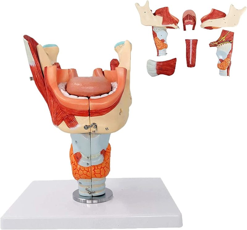 Cavities of the Nose Mouth and Throat with Larynx Anatomy Models, 10 Parts, 2x Life Size
