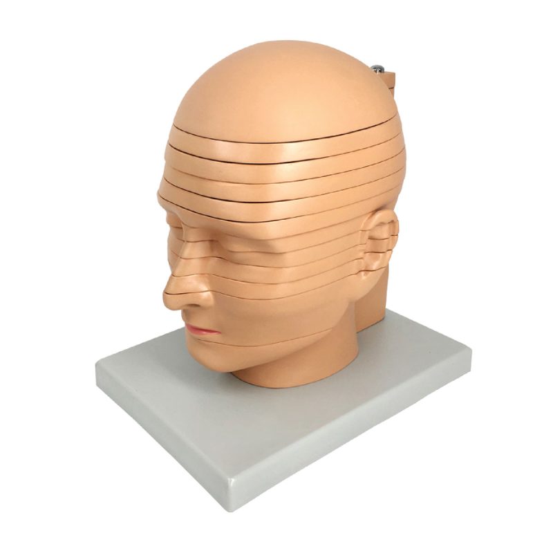 Disc Head Anatomical Model, Life Size, 12 Layers