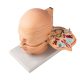 Disc Head Anatomical Model, Life Size, 12 Layers