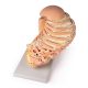 Disc Head Anatomical Model, Life Size, 12 Layers