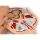 Disc Head Anatomical Model, Life Size, 12 Layers
