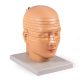 Disc Head Anatomical Model, Life Size, 12 Layers