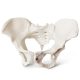 Female Pelvis Skeletal Anatomical Model