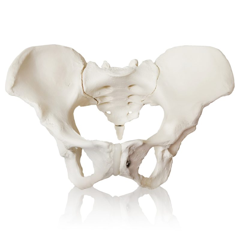 Female Pelvis Skeletal Anatomical Model
