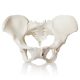 Female Pelvis Skeletal Anatomical Model