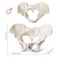 Female Pelvis Skeletal Anatomical Model