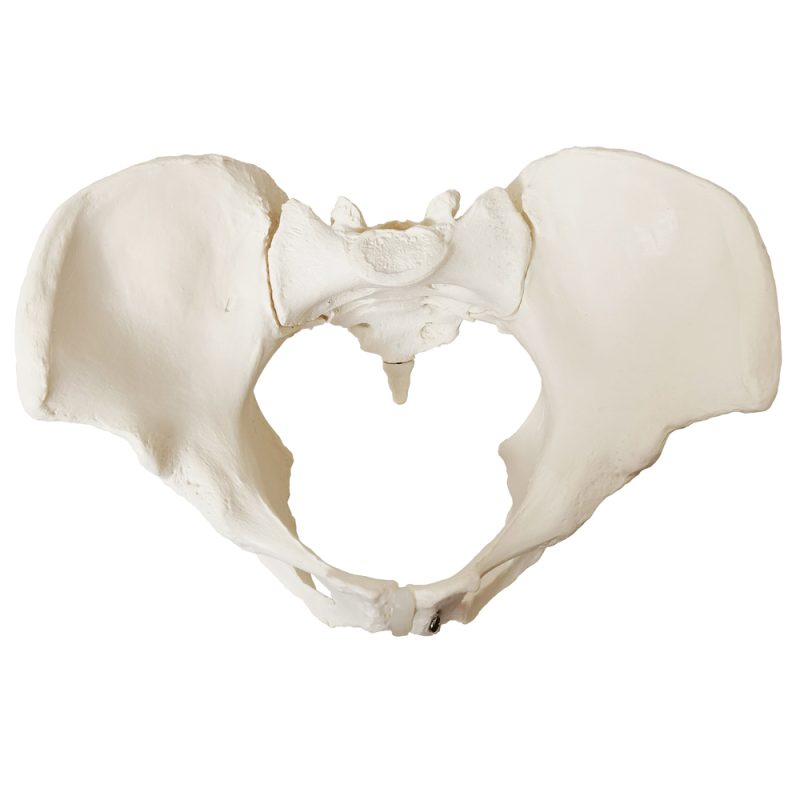 Female Pelvis Skeletal Anatomical Model