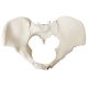 Female Pelvis Skeletal Anatomical Model