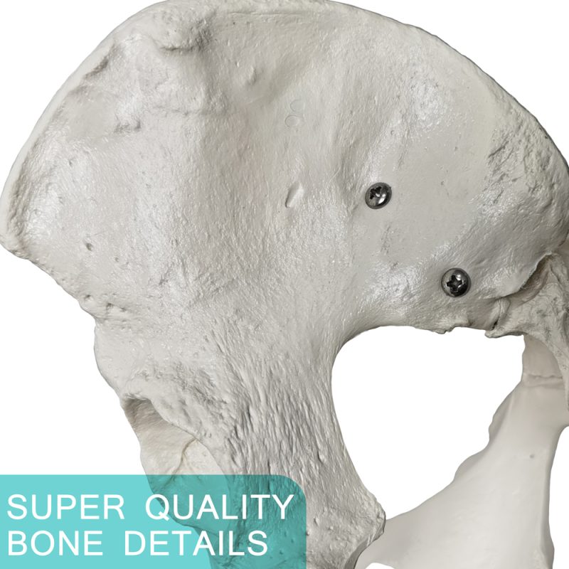 Female Pelvis Skeletal Anatomical Model