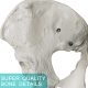 Female Pelvis Skeletal Anatomical Model