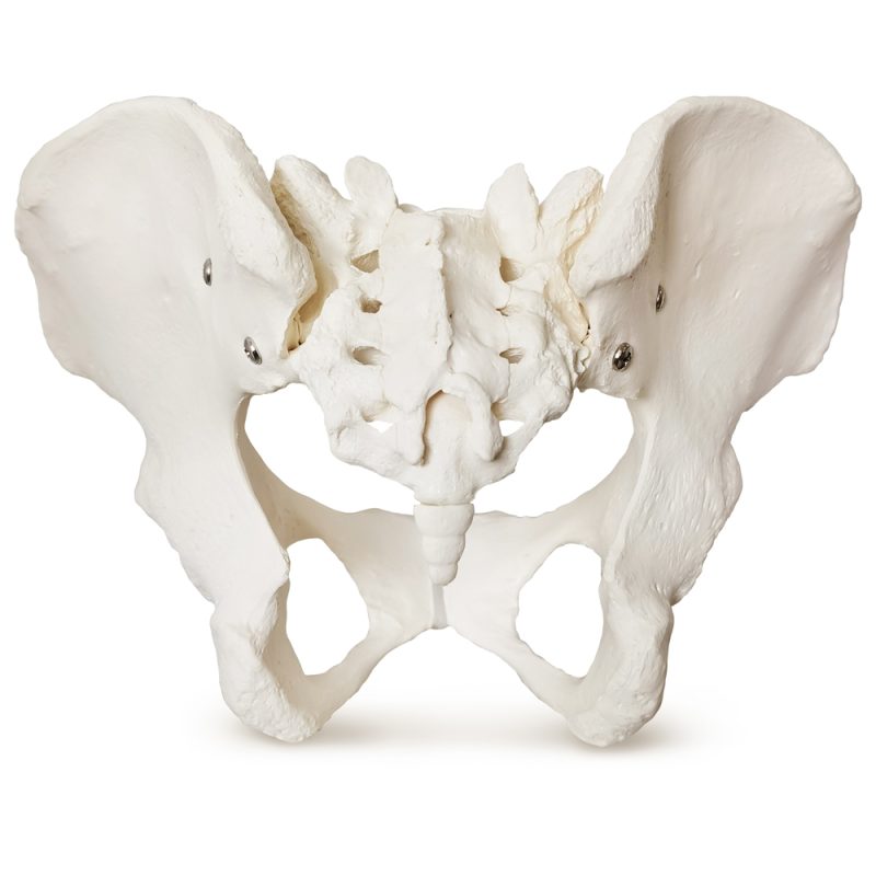 Female Pelvis Skeletal Anatomical Model