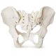 Female Pelvis Skeletal Anatomical Model