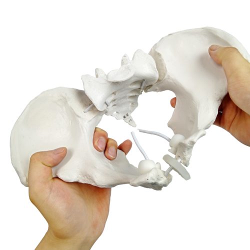 Flexible Female Pelvis Model Life Size Female Anatomy Pelvis Model
