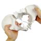 Flexible Female Pelvis Model Life Size Female Anatomy Pelvis Model