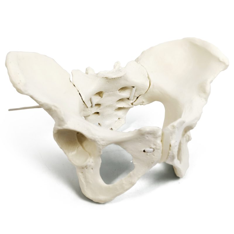 Flexible Female Pelvis Model Life Size Female Anatomy Pelvis Model