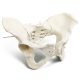 Flexible Female Pelvis Model Life Size Female Anatomy Pelvis Model