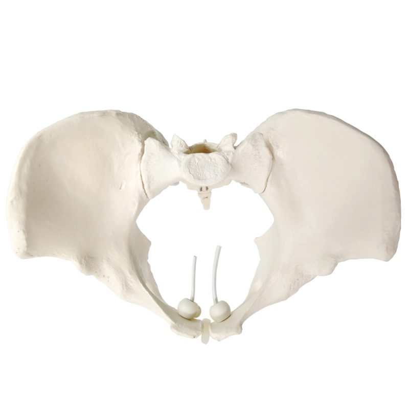 Flexible Female Pelvis Model Life Size Female Anatomy Pelvis Model