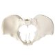 Flexible Female Pelvis Model Life Size Female Anatomy Pelvis Model