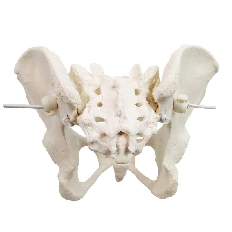 Flexible Female Pelvis Model Life Size Female Anatomy Pelvis Model