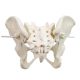 Flexible Female Pelvis Model Life Size Female Anatomy Pelvis Model