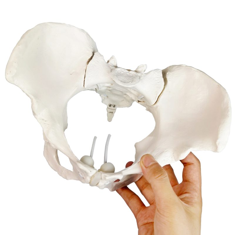 Flexible Female Pelvis Model Life Size Female Anatomy Pelvis Model