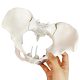 Flexible Female Pelvis Model Life Size Female Anatomy Pelvis Model