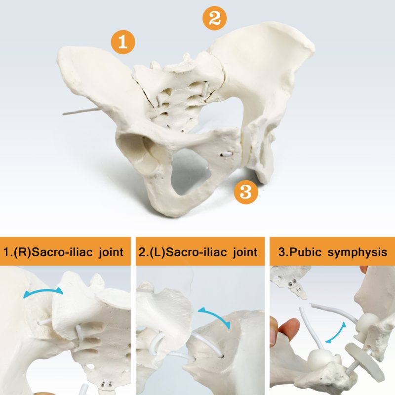 Flexible Female Pelvis Model Life Size Female Anatomy Pelvis Model