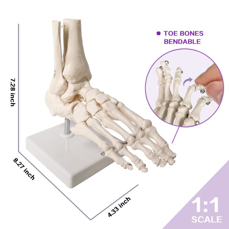 Foot Skeleton Model Articulated with Tibia Fibula