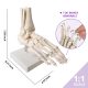 Foot Skeleton Model Articulated with Tibia Fibula