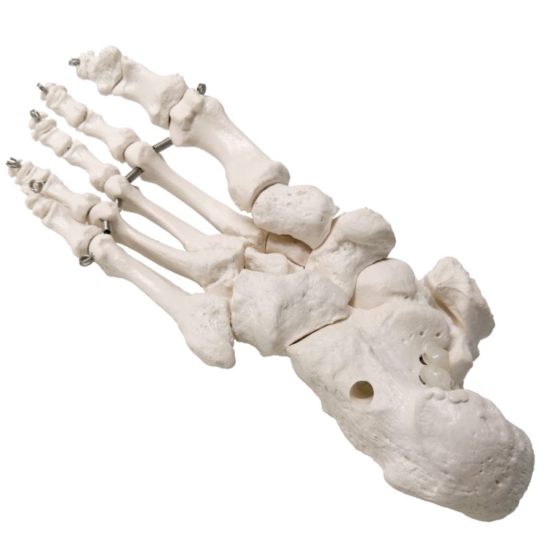 Foot Skeleton Model Articulated with Tibia Fibula