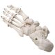 Foot Skeleton Model Articulated with Tibia Fibula