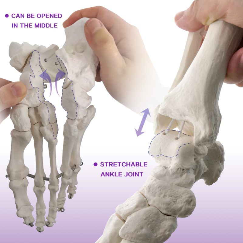 Foot Skeleton Model Articulated with Tibia Fibula