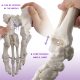 Foot Skeleton Model Articulated with Tibia Fibula