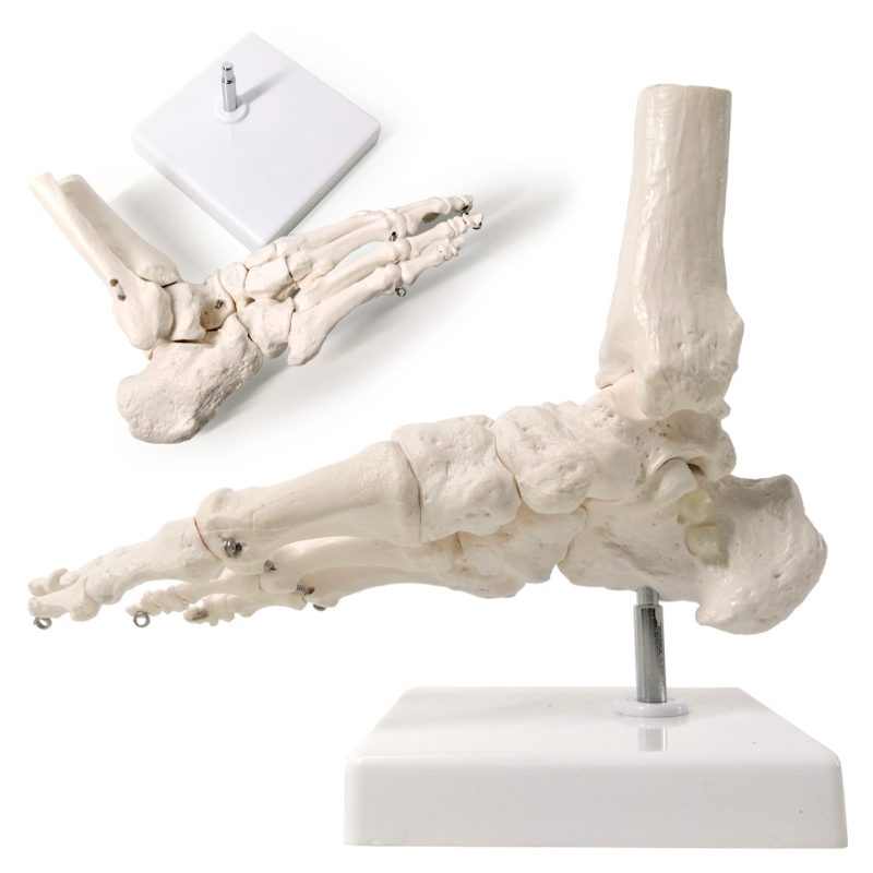 Foot Skeleton Model Articulated with Tibia Fibula
