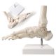 Foot Skeleton Model Articulated with Tibia Fibula