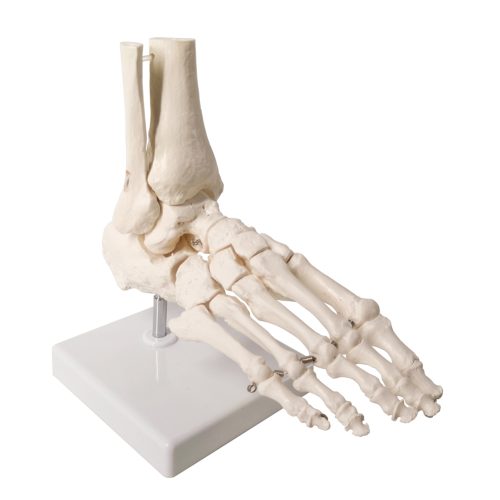 Foot Skeleton Model Articulated with Tibia Fibula