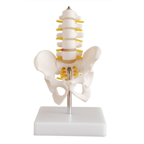 Half-Size Pelvis with 5pcs Lumbar Vertebrae