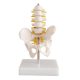Half-Size Pelvis with 5pcs Lumbar Vertebrae