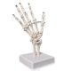 Hand Skeleton Model W/Articulated Joints Articulated Joints Wrist Ulna and Radius