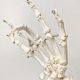 Hand Skeleton Model W/Articulated Joints Articulated Joints Wrist Ulna and Radius