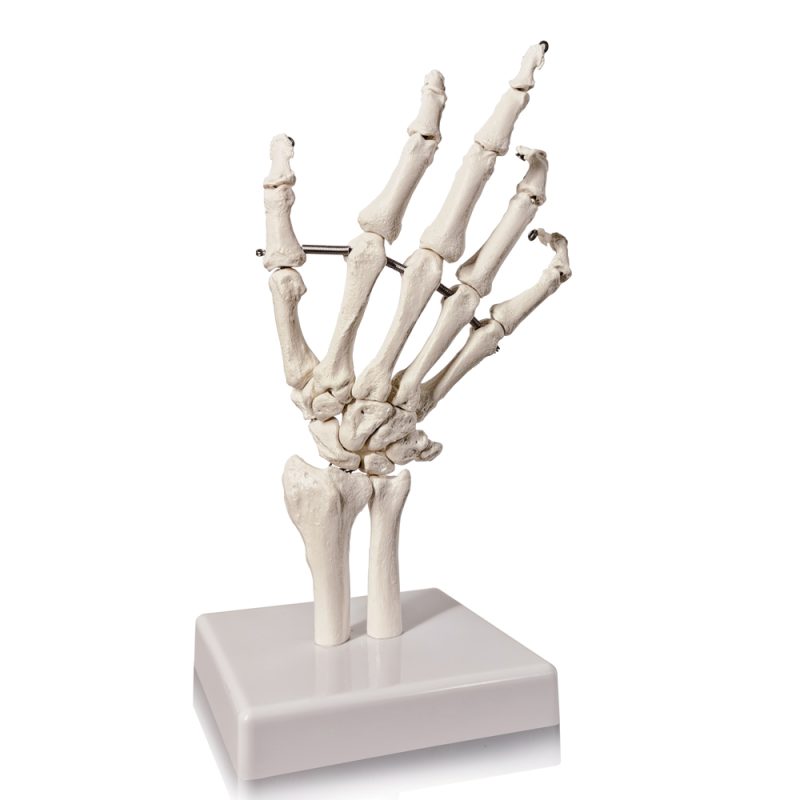Hand Skeleton Model W/Articulated Joints Articulated Joints Wrist Ulna and Radius