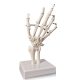 Hand Skeleton Model W/Articulated Joints Articulated Joints Wrist Ulna and Radius