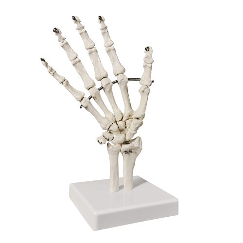 Hand Skeleton Model W/Articulated Joints Articulated Joints Wrist Ulna and Radius