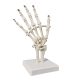 Hand Skeleton Model W/Articulated Joints Articulated Joints Wrist Ulna and Radius