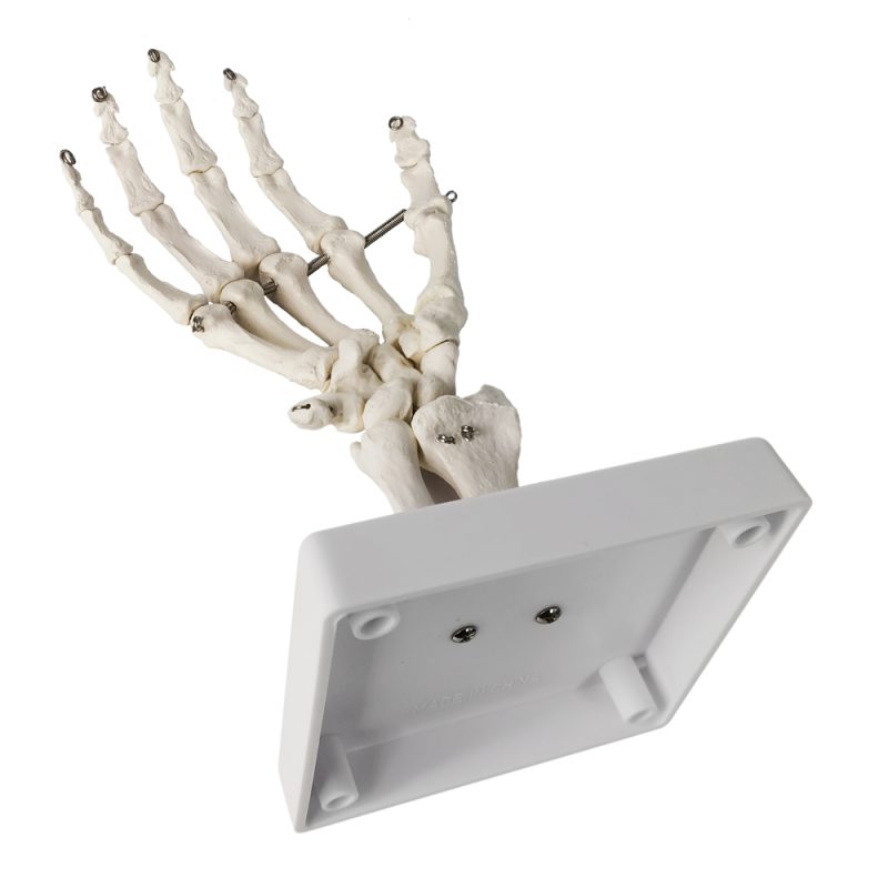 Hand Skeleton Model W/Articulated Joints Articulated Joints Wrist Ulna and Radius