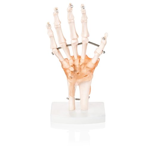 Anatomical Foot Skeleton with Ligaments Model on Base